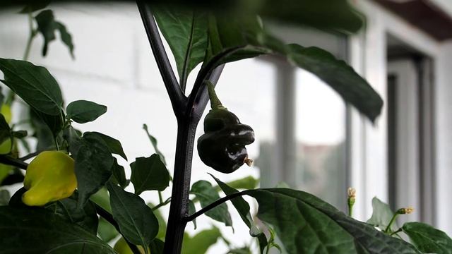 Мало слов, много перцев! Много перцев, много. смотреть онлайн