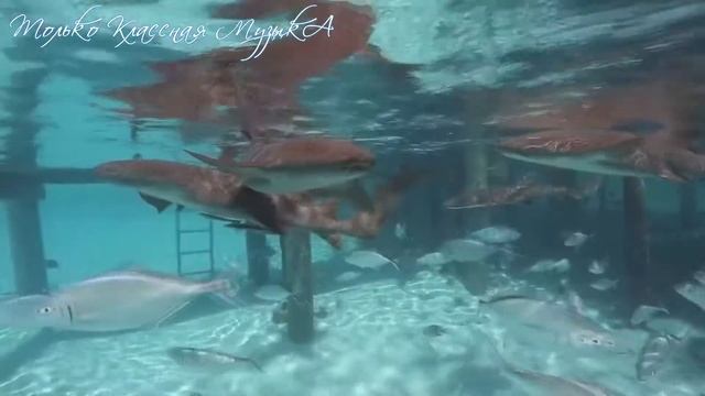 Красивая Легкая Клубная Музыка (Ибица) Слушать Онлайн - Ibiza Music Party