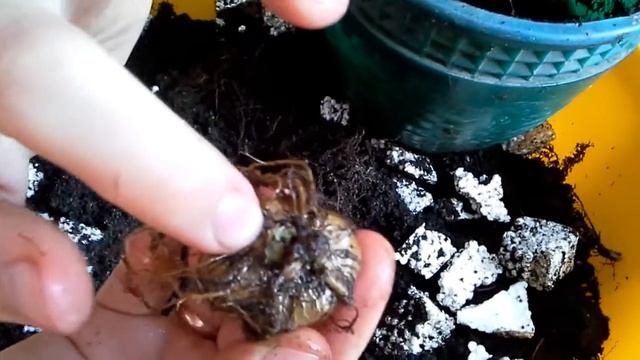 Глоксиния.Маленький клубень и большой горшок. смотреть онлайн