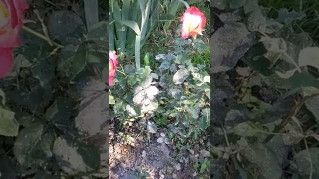 Борьба с тлей. Обработка роз и кустарников древесной золой. смотреть онлайн