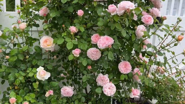 All David Austin roses in bloom! смотреть онлайн