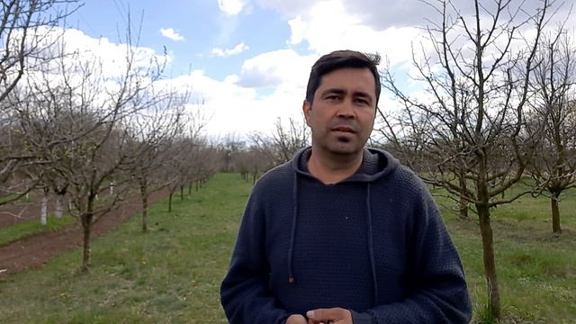 Ce pomi să plantăm în grădină. смотреть онлайн