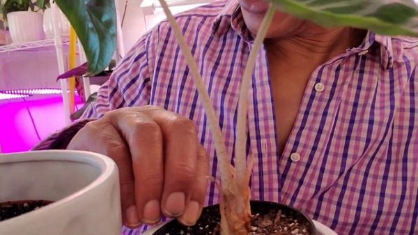 Alocasia Pink Princess Care Tips #planthelp #pinkprincess #alocasia #amazonica (Polly) #caretips