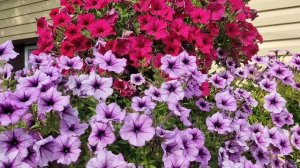 Петуния Вейв кармин велюр. Я в шоке от этой петунии!