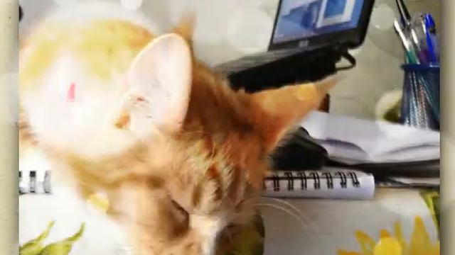 Video con foto: Furina by Timur Maine Coon смотреть онлайн