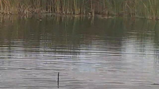 На виброхвост смотреть онлайн