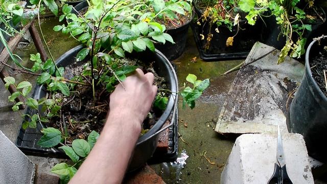 Размножение голубики низкорослой. Как размножить голубику в домашних условиях под фито светильником смотреть онлайн