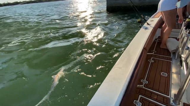 100 's Bait Fish Threads One Cast! My Daughter Grabs Her First Shark смотреть онлайн