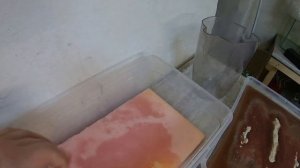 Культура трубочника для домашнего содержания и разведения. Запуск!