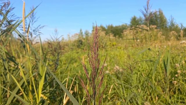 Симфония Бетховена №10 | Музыка, Которой Нет смотреть онлайн