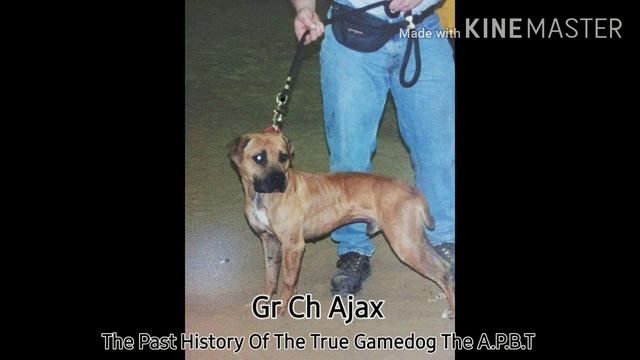 A.P.B.T Big Thicket Kennels Grand Champion Ajax 6XW смотреть онлайн
