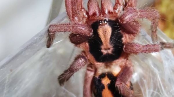 Pumpkin Patch Tarantula (Hapalopus formosus) Care & Husbandry