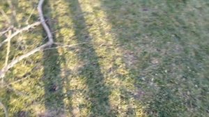 Электроножовка по дереву. Электрическая сабельная пила. Обрезка деревьев.