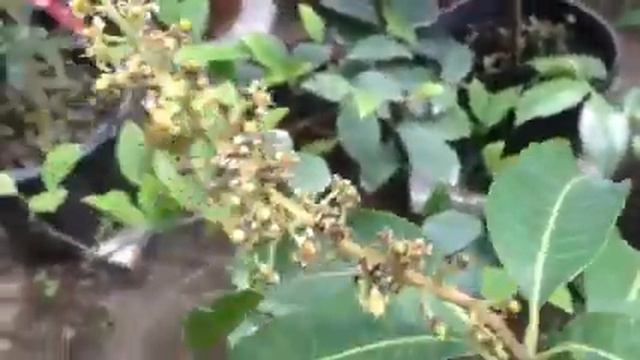 Мурайя в оранжерее смотреть онлайн