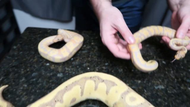 Ball Python 2023 HOLD BACKS!!! смотреть онлайн