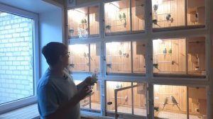 Разведение волнистых попугаев.Идеальные клетки для содержания птиц в квартире.