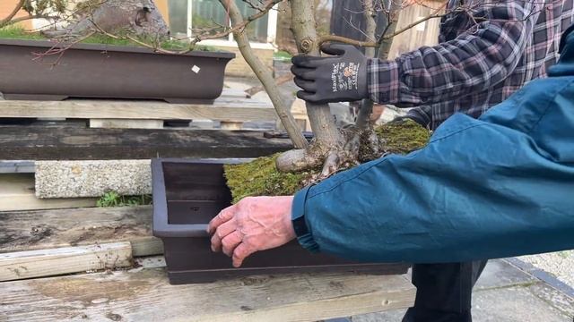 How to check if your Bonsai tree needs repotting смотреть онлайн