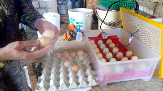 Инкубатор WQ-24 Обзор. смотреть онлайн