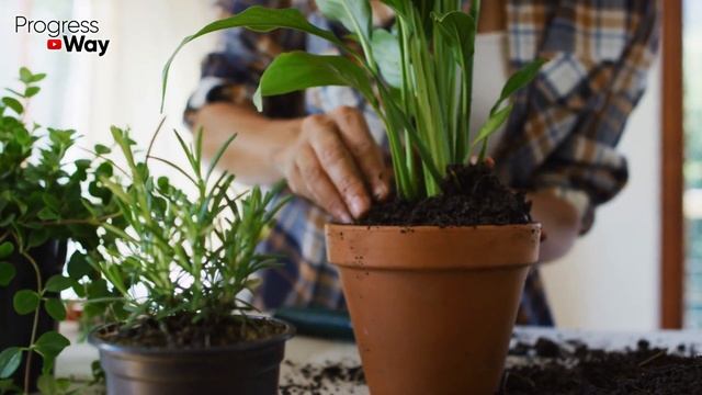 Теперь Декабрист Пышно Цветёт! Делюсь Секретом! От Бабушки Удобрение Легко Приготовить Дома! смотреть онлайн