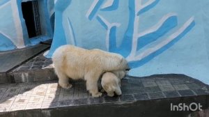 Белые медведи в Новосибирском зоопарке !