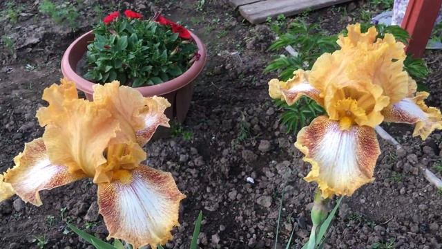 Ирисы бородатые. Обзор 39 сортов из моей коллекции. Приём заказов на сортовые ирисы смотреть онлайн