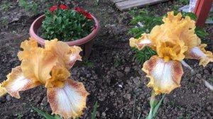 Ирисы бородатые. Обзор 39 сортов из моей коллекции. Приём заказов на сортовые ирисы