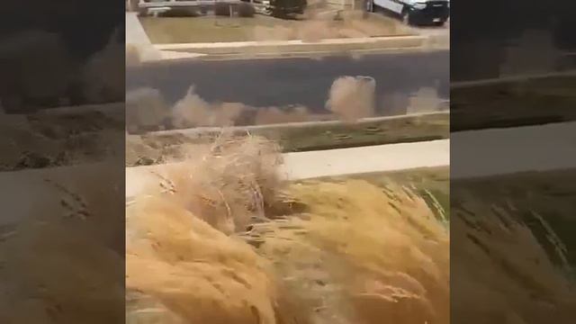 Все побежали и я побежал - это про перекати-поле. смотреть онлайн