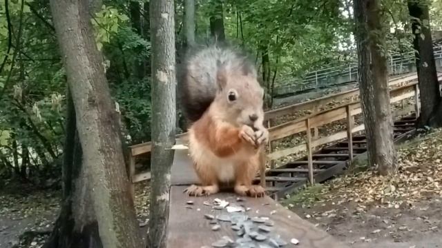 Белка. Парк Раменское (2022) смотреть онлайн