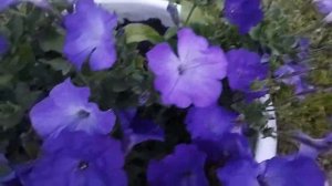 Изи вейв лавандер скай блю, после перевалки в кашпо