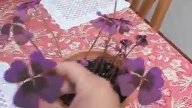 oxalis deppei-iron cross -purple-- смотреть онлайн