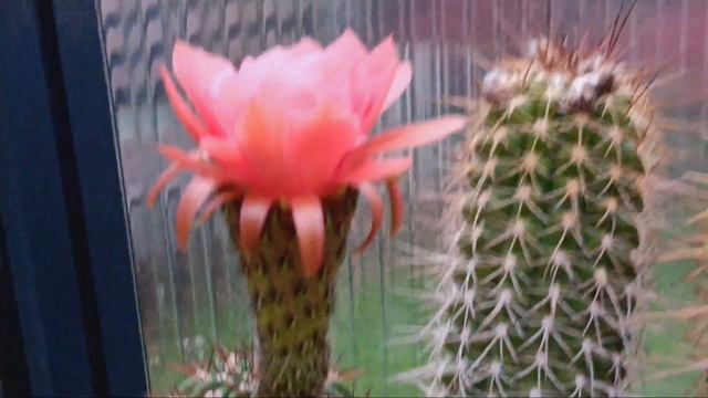 Огромные цветы трихоцереусов и эхинопсисов .Echinopsis-Hybride. смотреть онлайн