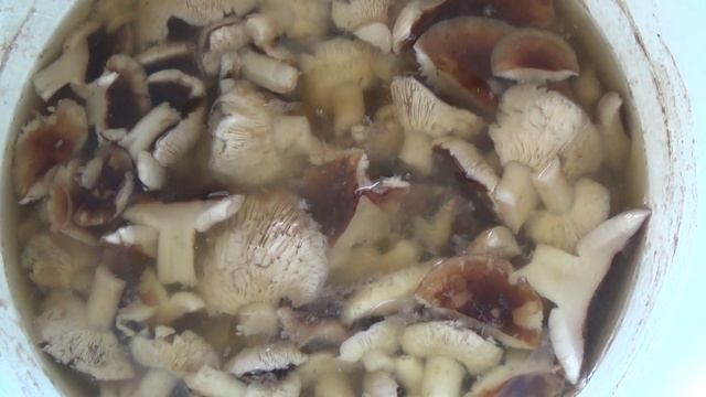 Икра из тополевых рядовок. смотреть онлайн