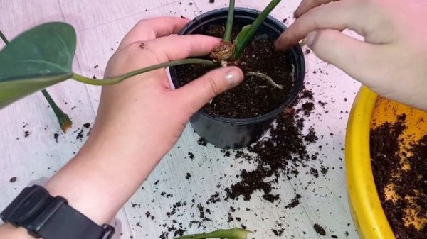 Как омолодить антуриум, обрезка антуриума, если вытянулся ствол, результаты через 3 недели