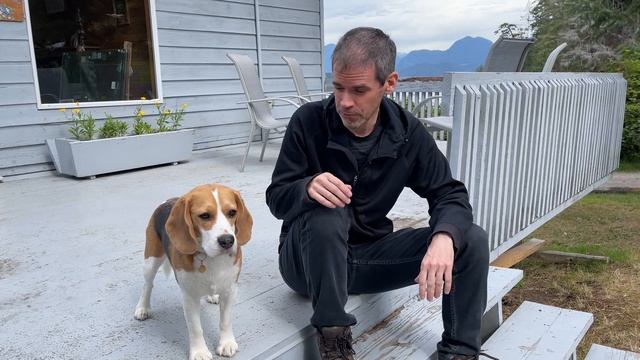 Cute beagle takes ferry ride to remote island смотреть онлайн