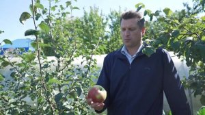 Сорт яблони Рождественское