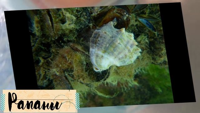 Снорклинг в Чёрном море. Сочи 2020. Глава 7. смотреть онлайн