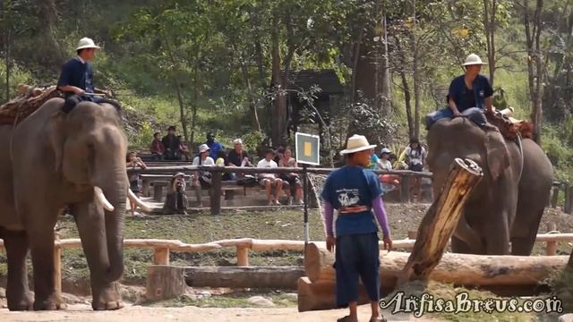 Королевство Таиланд. Maesa Elephant Camp. Работа. смотреть онлайн