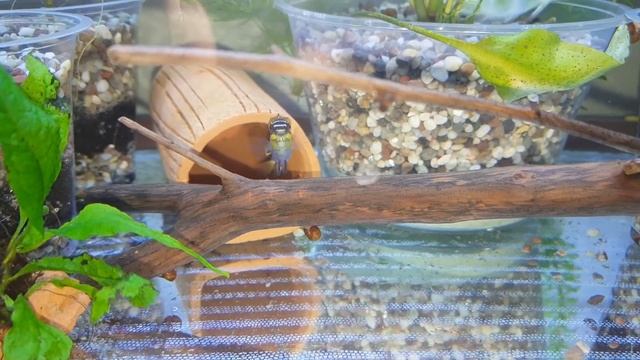 Первая кладка икры у попугайчиков (Пельвикахромис пульхер).