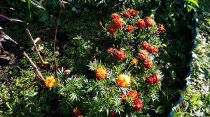 Прогуляемся по саду? Сентябрь 2020. Хризантеллы, корейские хризантемы, верески и цветущая примула