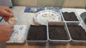 Дельфиниум. Выращивание дельфиниума из семян. Стратификация семян шпорника. Посев живокости на снег