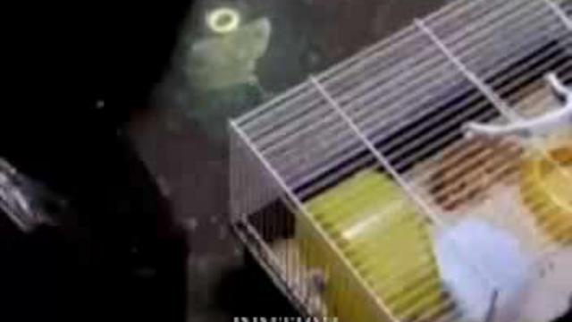 Представители рэпа разных стран мира смотреть онлайн