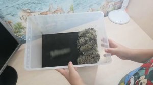 как сделать террариум для улитки ахатины