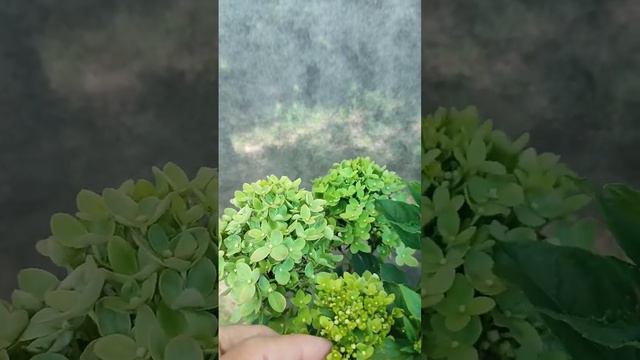 Гортензия "Little lime". смотреть онлайн