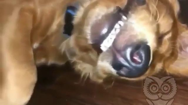 Спит как без задних ног! смотреть онлайн