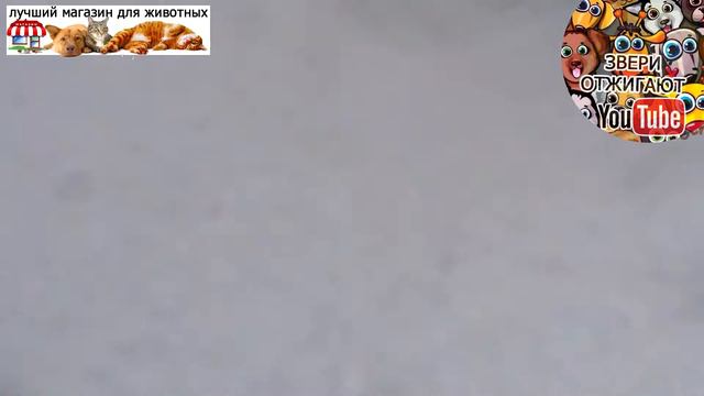 животные и игра в снегу смотреть онлайн