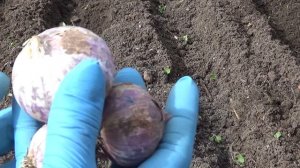 Посадка озимого чеснока однозубкой.