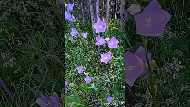 Лесные колокольчики. смотреть онлайн