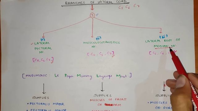 Brachial Plexus Anatomy | Easy Mnemonic | Upper Limb Anatomy смотреть онлайн