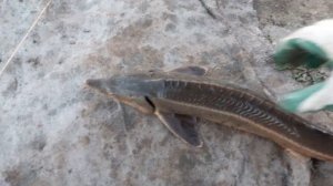 Стерлядь в своём пруду