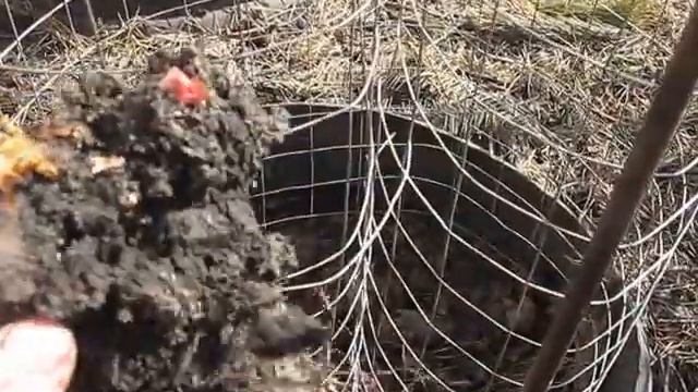 Видео 187.Земные поливитамины от Всевышнего -РЕВЕНЬ.Весеняя посадка. смотреть онлайн
